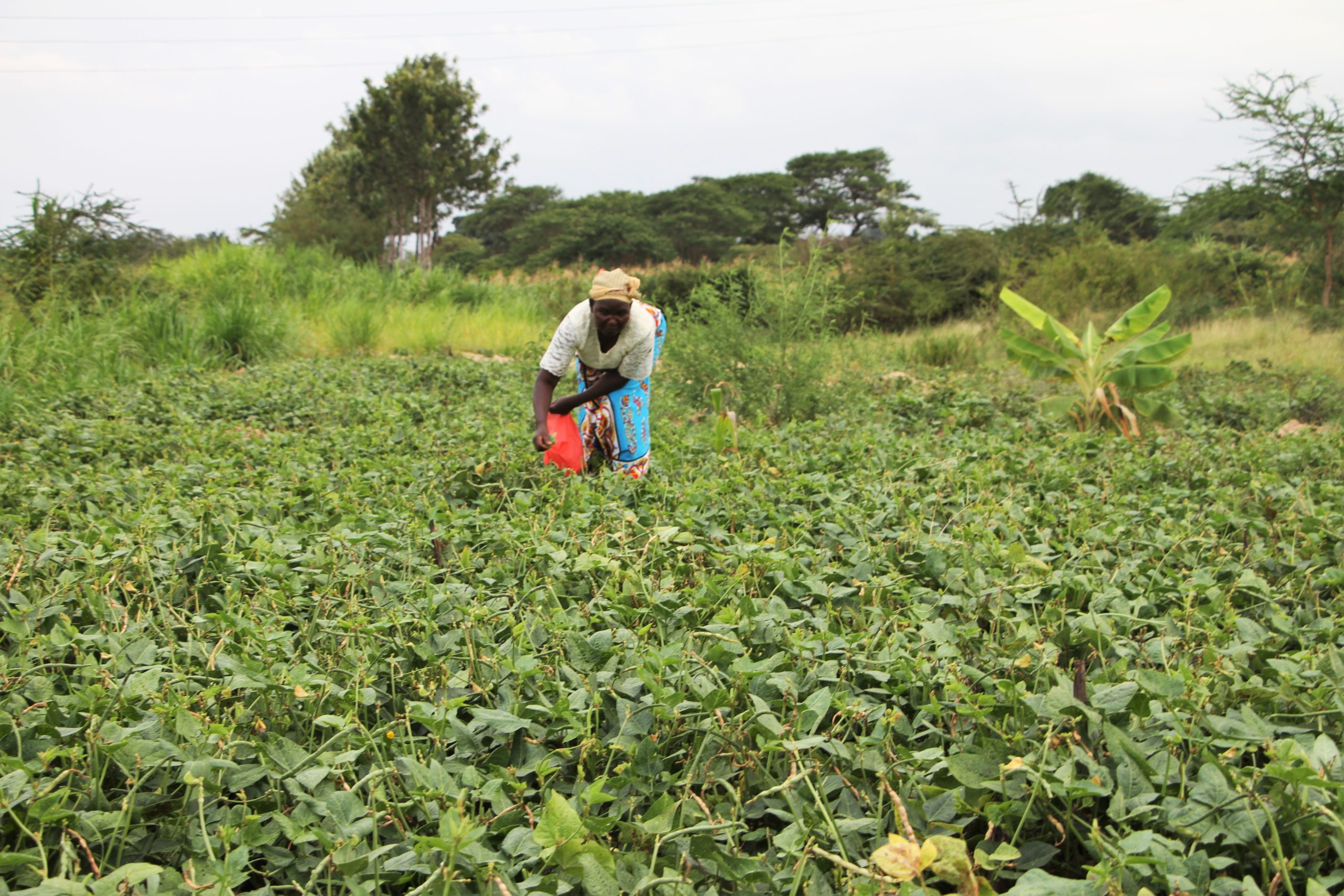 A woman picking vegetables at her farm near River Athi in Makueni County in Kenya Photo/Rose Mukonyo