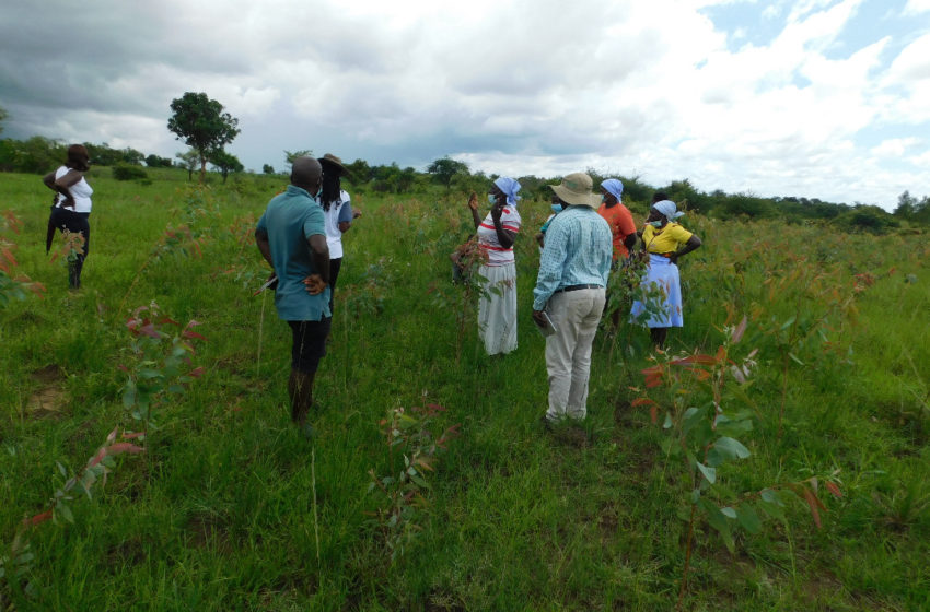  Zimbabwe women tackling inequality to land rights through afforestation