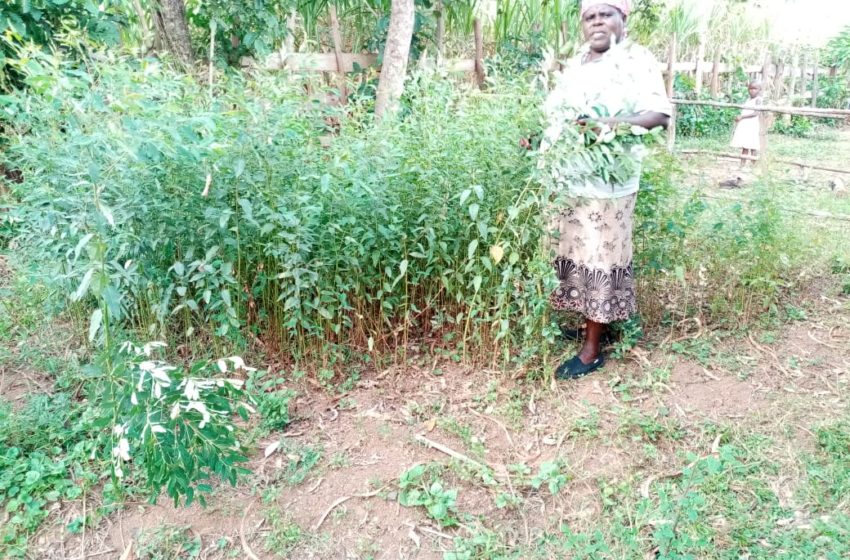  This is why the future of Kakamega Forest lies in the hands of women