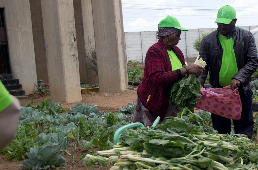  South African women take aquaponics path to boost food security