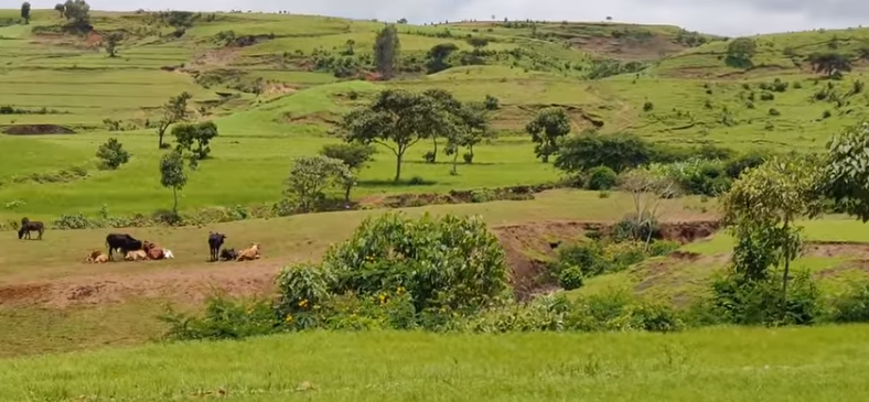 The lush Ethiopian highlands. Photo/ Courtesy/ Yodit