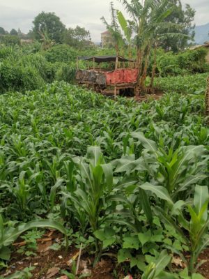 Nina's Maize farm where only organic manure is used