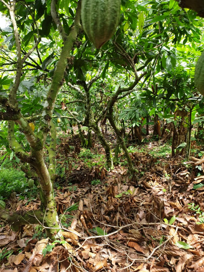 Cocoa tree in Atewa  Range Forest Reserve. Photo/Afia Agyapomaa Ofosu/AWiM