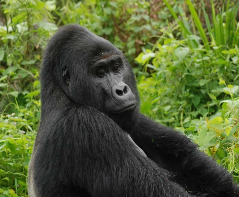 Rafiki was slain during an altercation with humans in 2020 (Photo: Uganda Wildlife Authority)