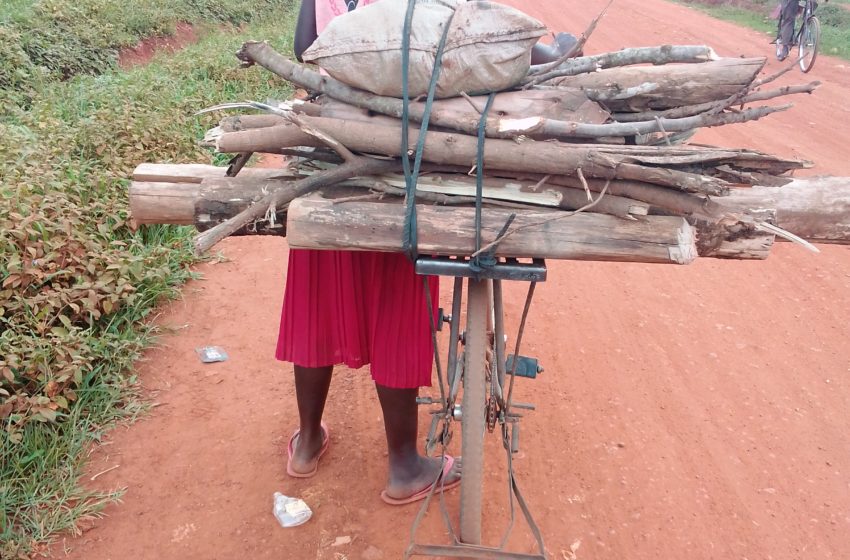  Deforestation spikes Gender-Based Violence in Uganda’s West Nile Region
