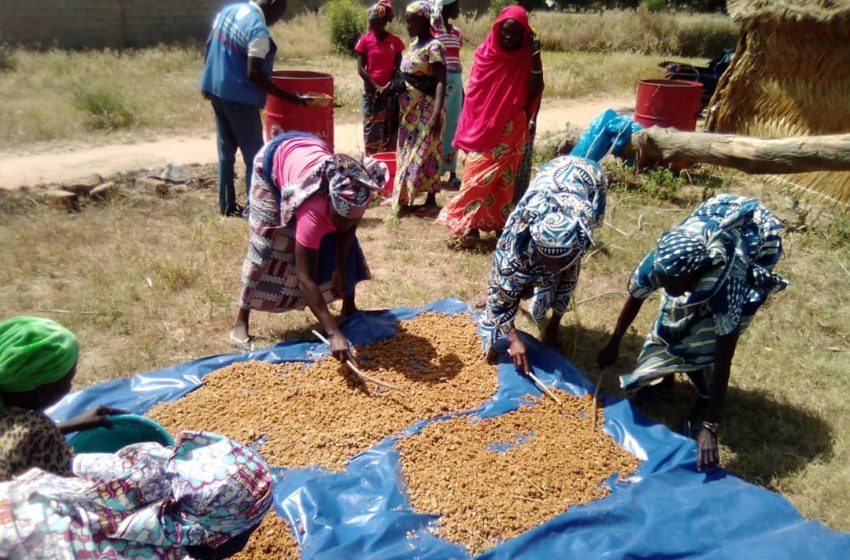  Women embrace above-the-ground farming to beat climate change in Northern Cameroon