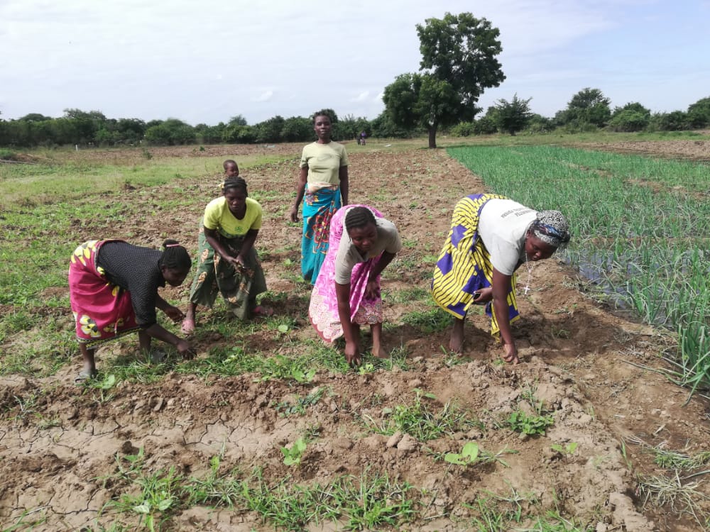 Malawi women practising winter c farming. Photo/Precious Kumbani/AWiM