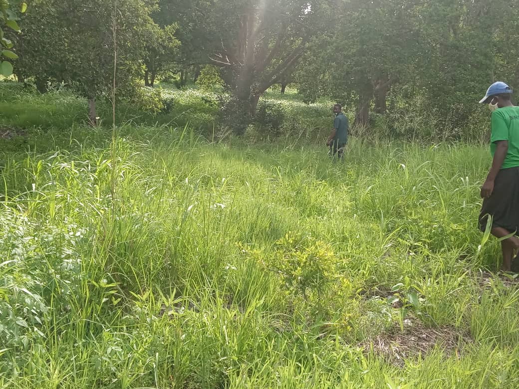 The wetland has been revived into a greenbelt. Photo/Rutendo Mapfumo/AWiM