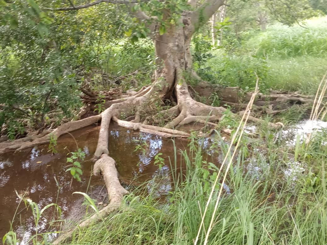 Part of the wetlands. Photo/Rutendo Mapfumo/AWiM